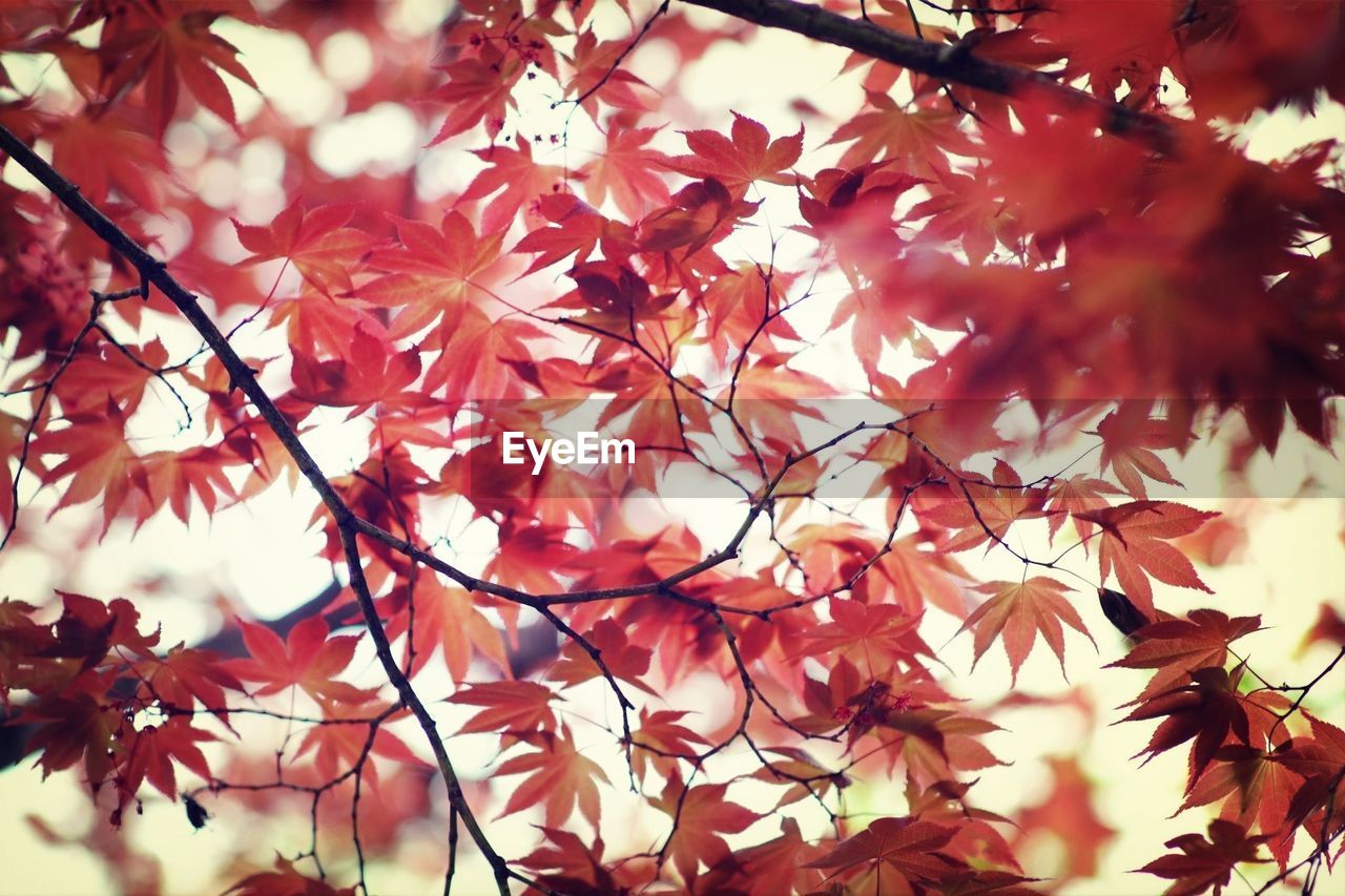 Low angle view of leaves on tree branch