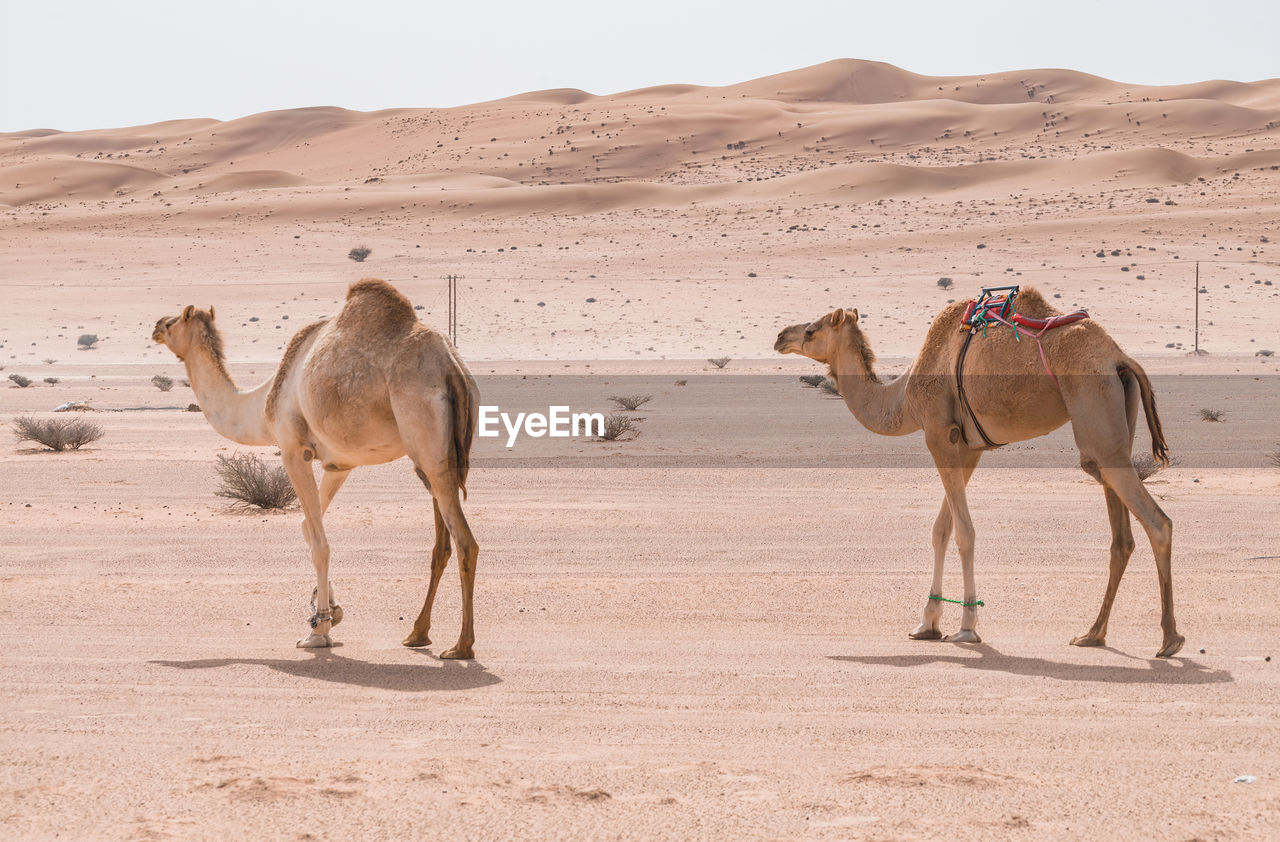 camels standing on sand at desert