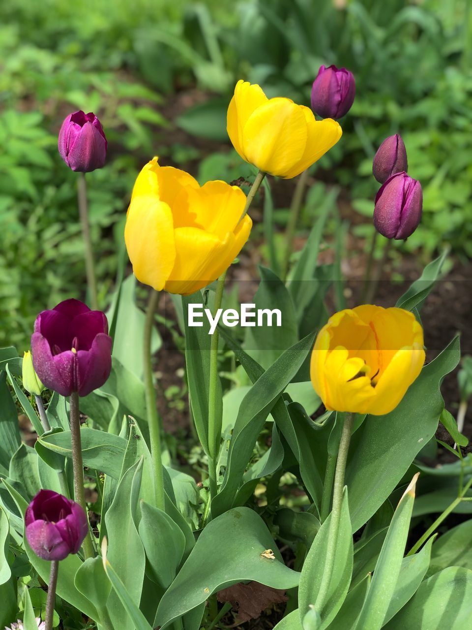 Close-up of yellow tulip flowers