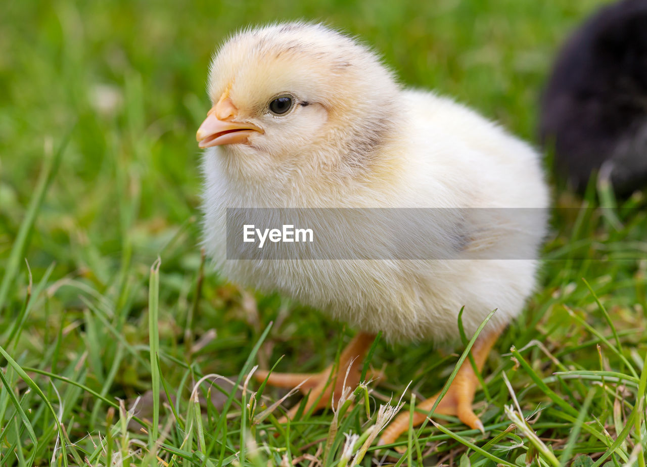 Healthy young chick on green grass.