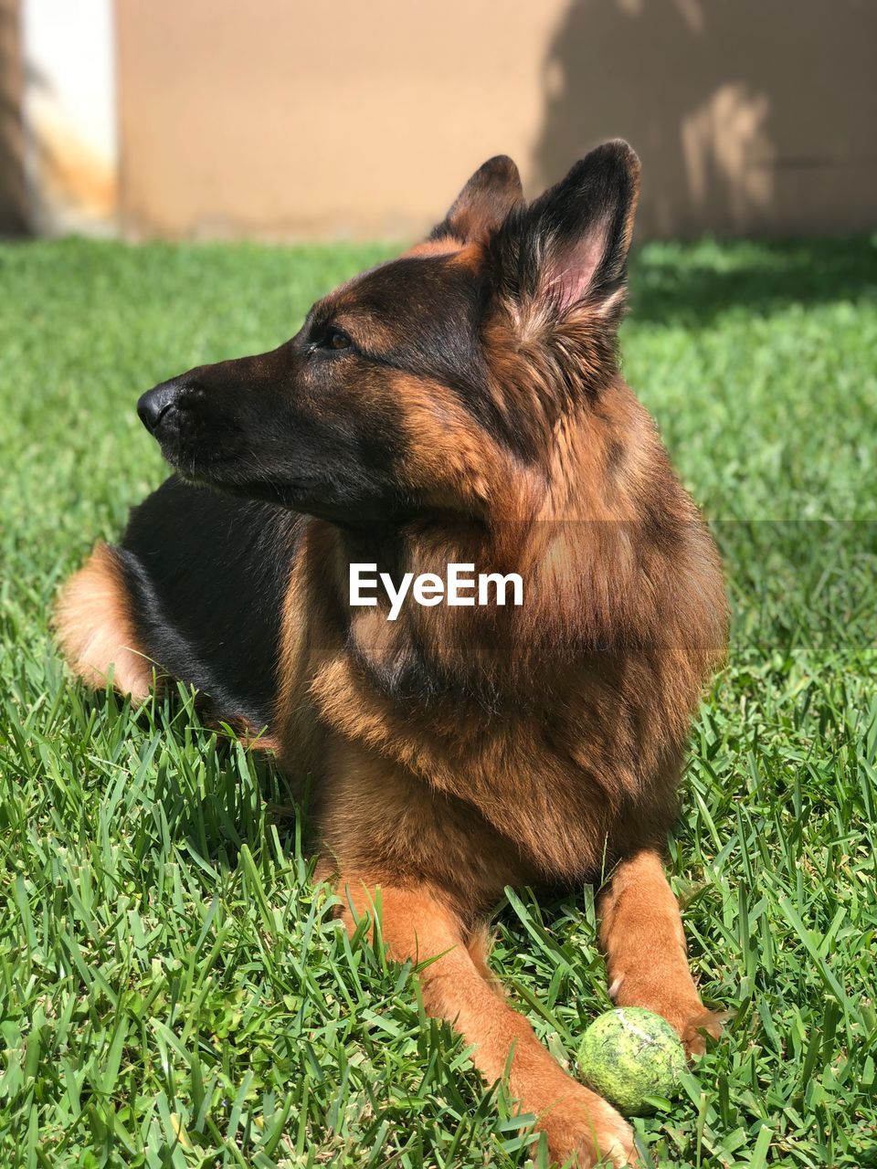 DOG LOOKING AWAY ON FIELD