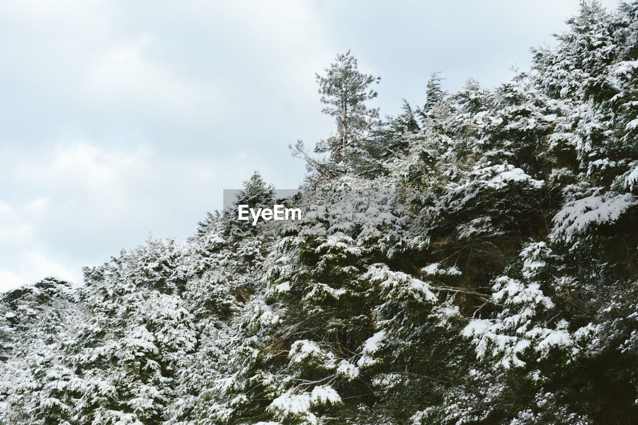 LOW ANGLE VIEW OF TREES AGAINST SKY IN FOREST