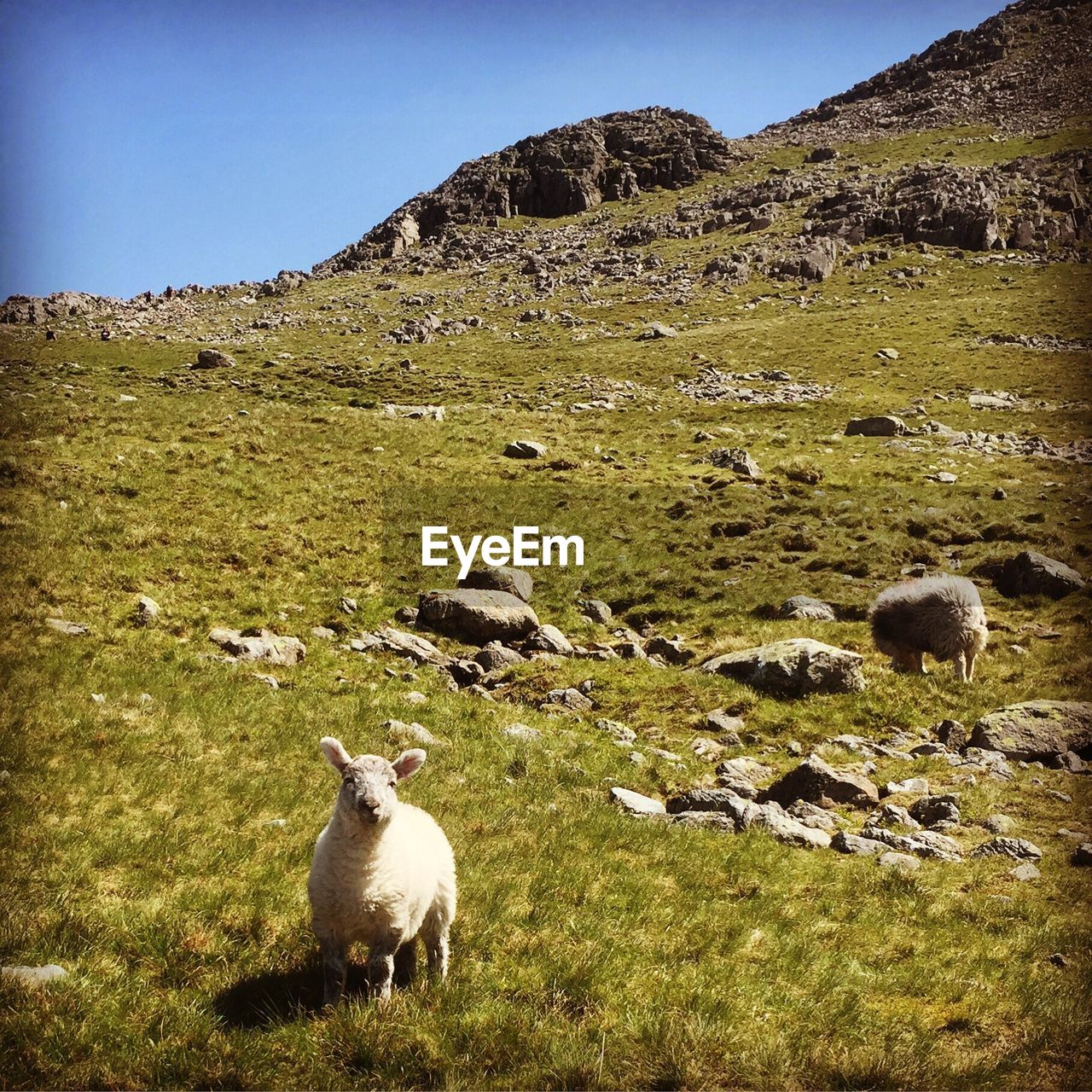 SHEEP ON FIELD AGAINST MOUNTAIN