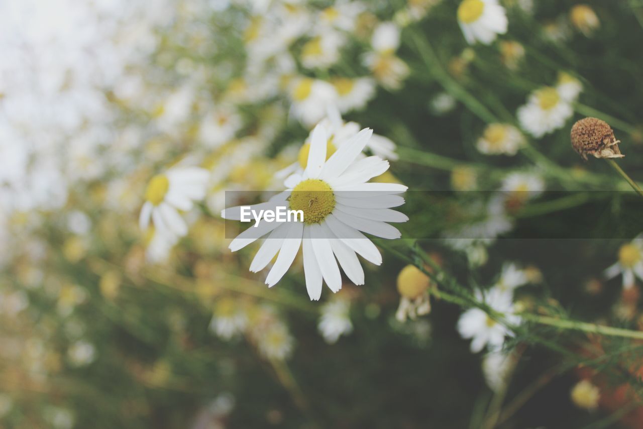 Close-up of white daisy blooming outdoors
