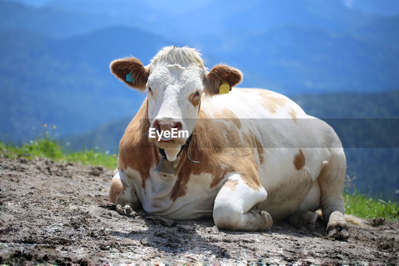 Cow resting on field by mountains