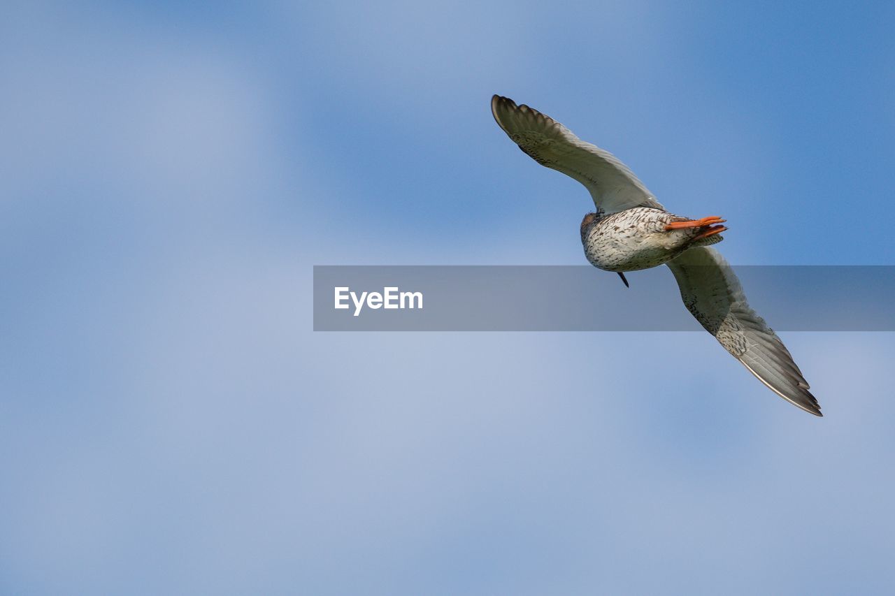 Low angle view of bird flying in sky