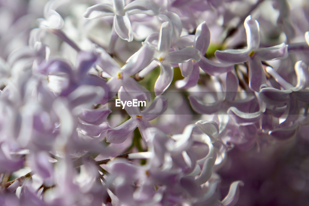 Close-up of purple flowering plant