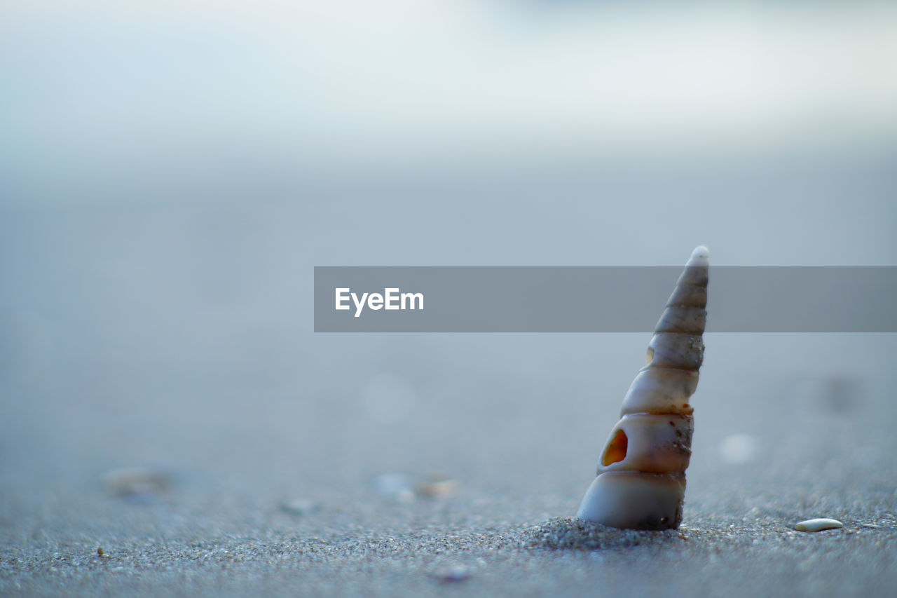 Close-up of shell on the beach.