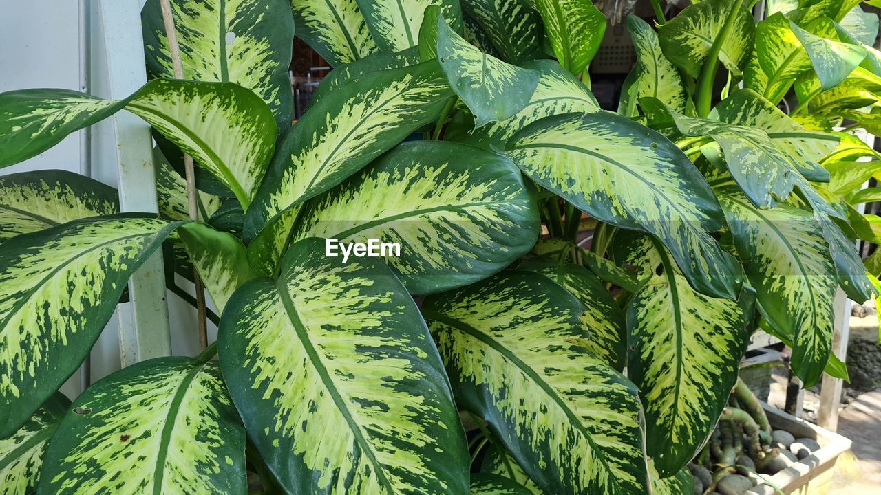 High angle view of leaves in market