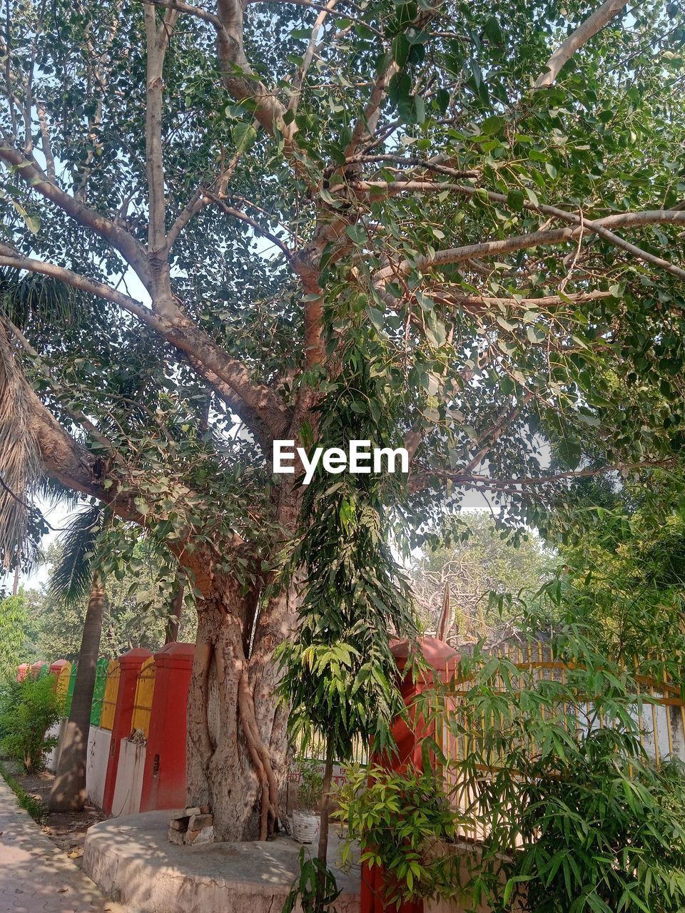 plant, tree, growth, nature, flower, no people, day, architecture, beauty in nature, outdoors, green, garden, built structure, branch, building exterior, building, tranquility