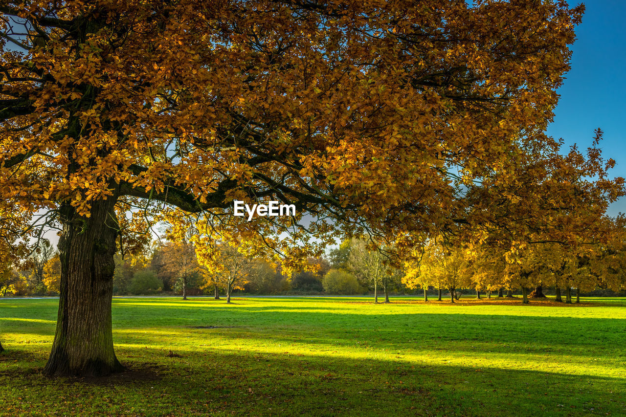 TREES IN AUTUMN