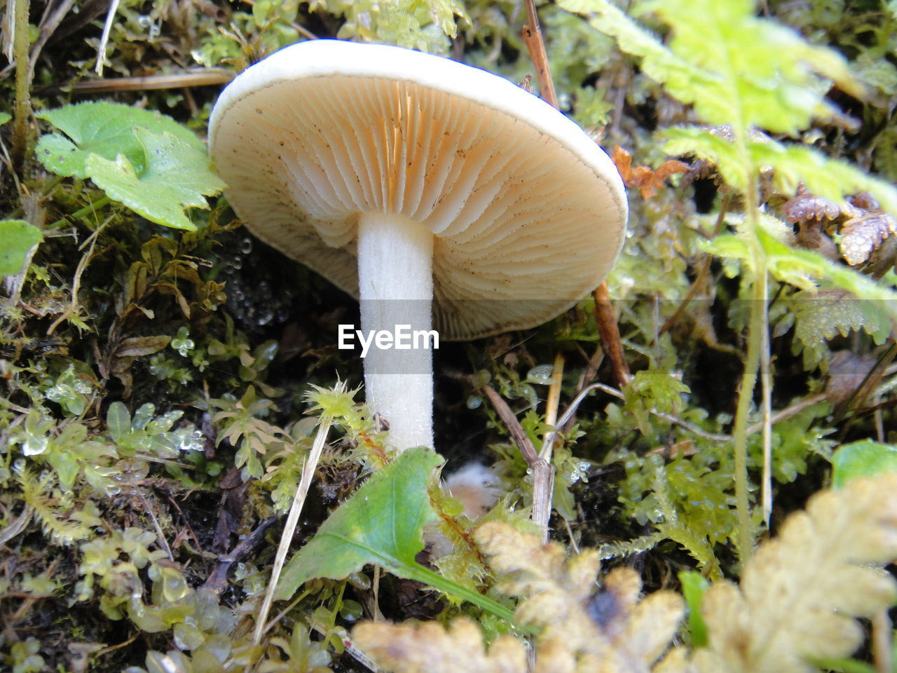 CLOSE-UP OF FLY AGARIC MUSHROOM