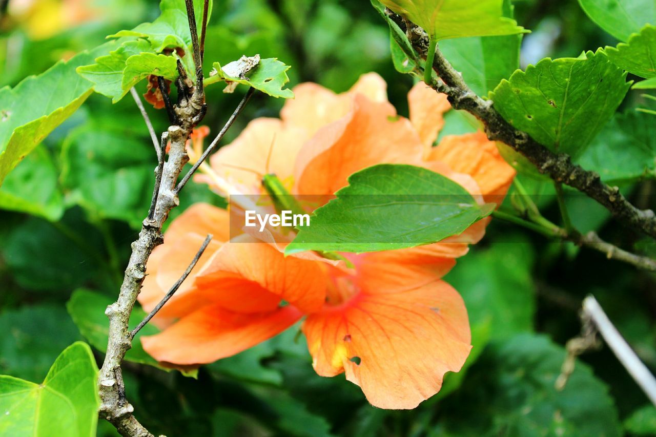 CLOSE-UP OF ORANGE FLOWERS GROWING ON PLANT