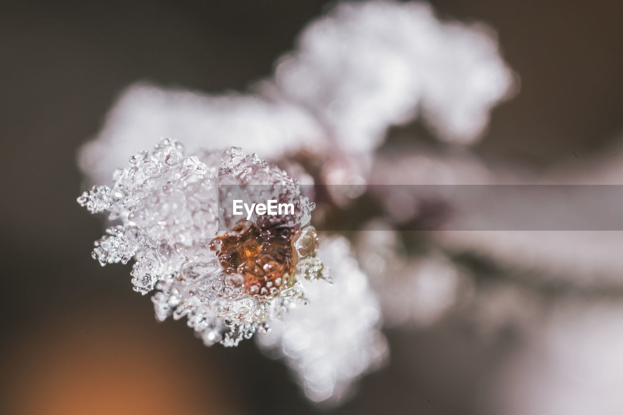 Close-up of frozen plant