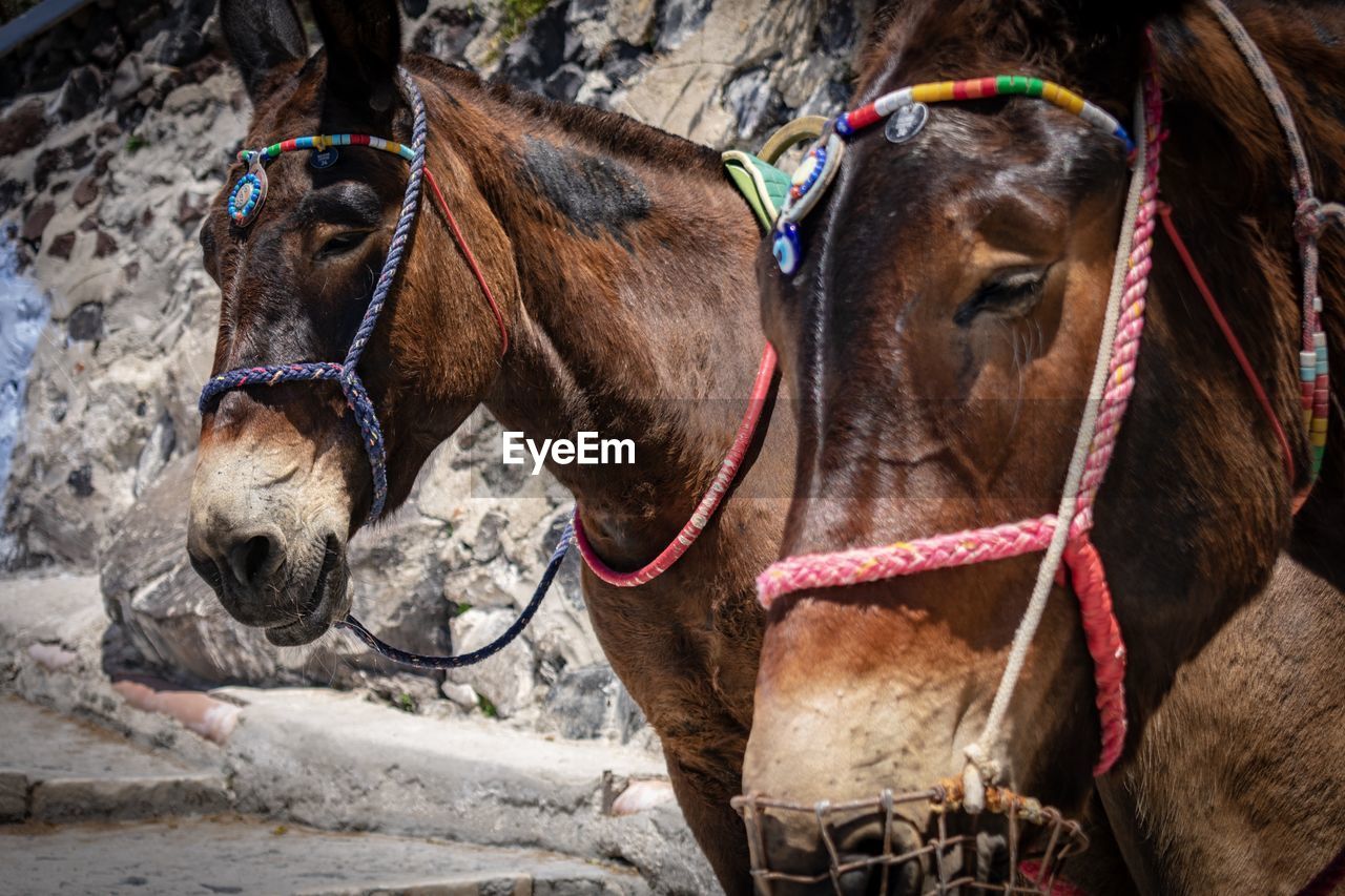 Donkeys in santorini