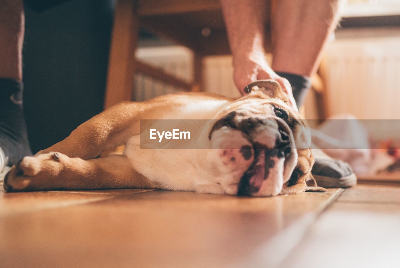 CLOSE-UP OF A DOG SLEEPING ON FLOOR