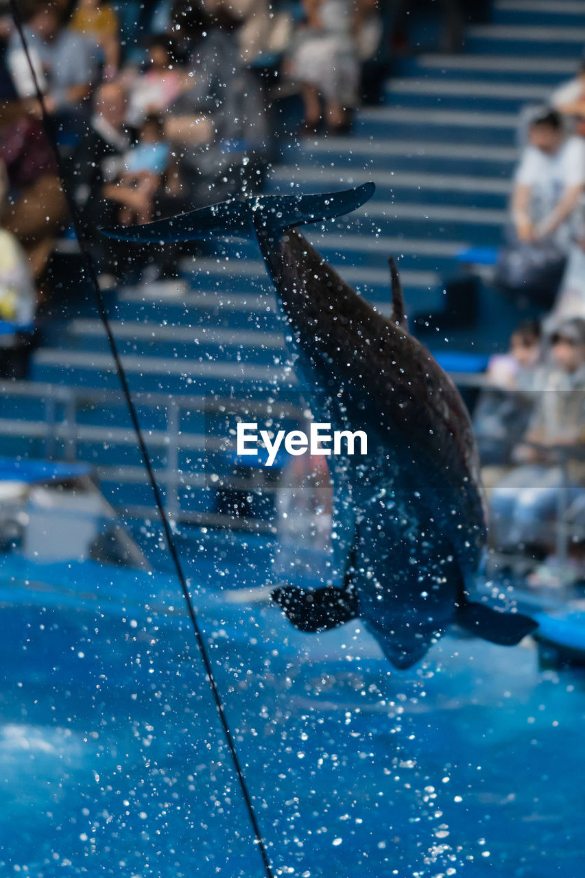 Close-up of fish splashing in swimming pool