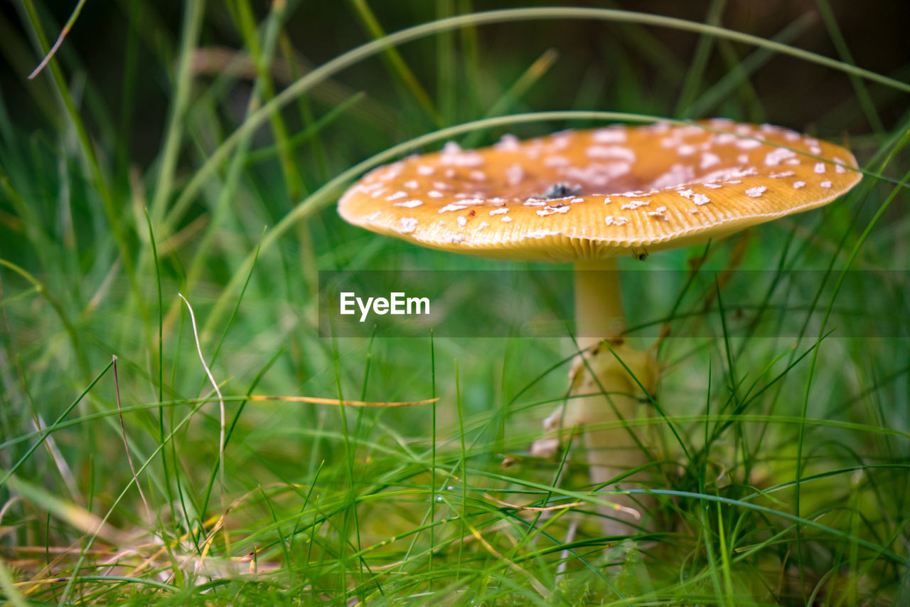 Close-up of fly on mushroom