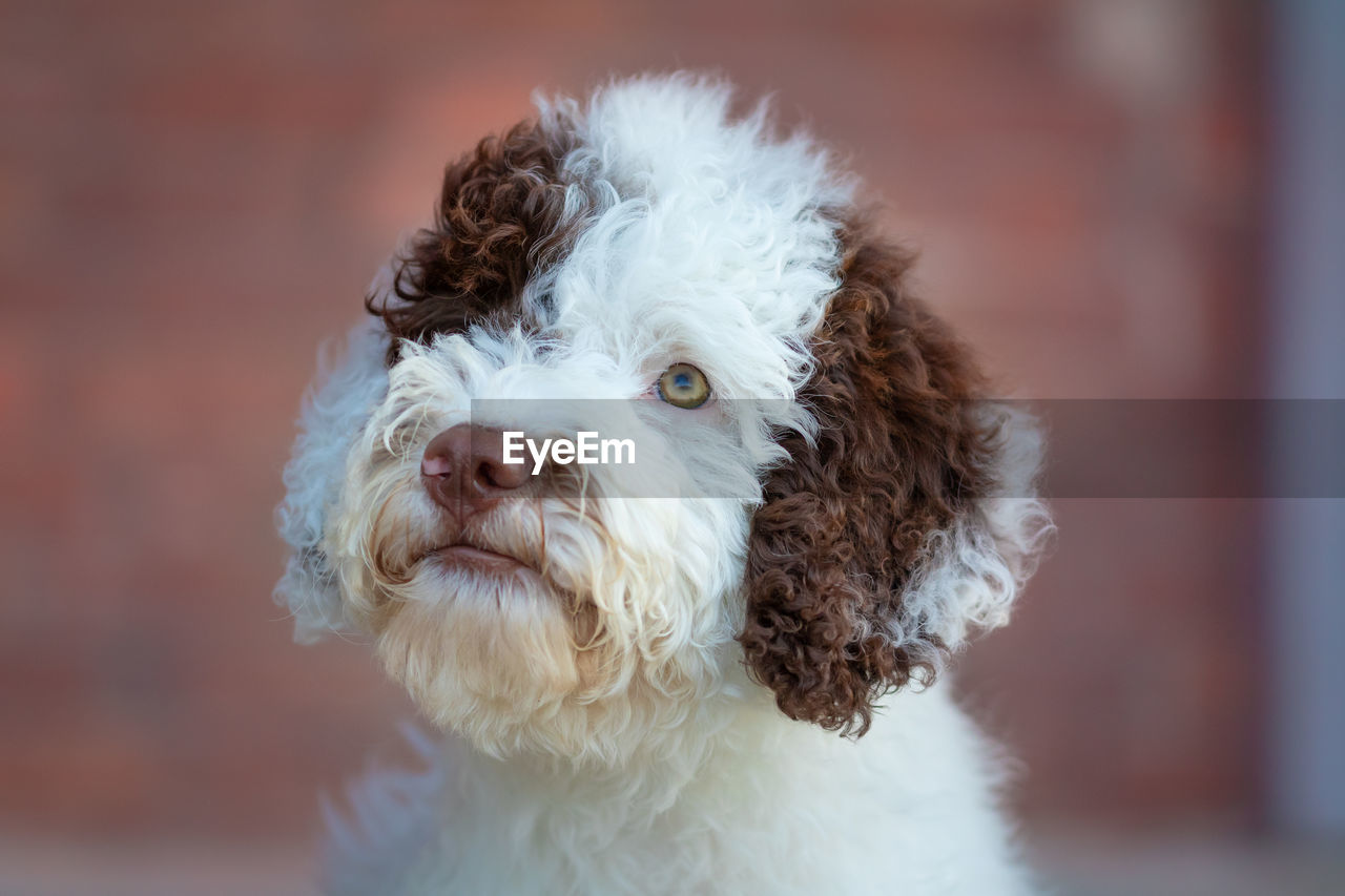 CLOSE-UP PORTRAIT OF WHITE DOG OUTDOORS