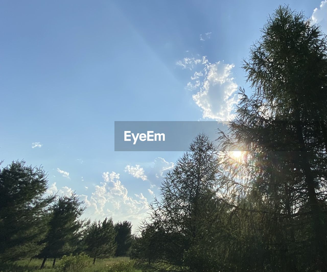 LOW ANGLE VIEW OF SUNLIGHT STREAMING THROUGH TREE