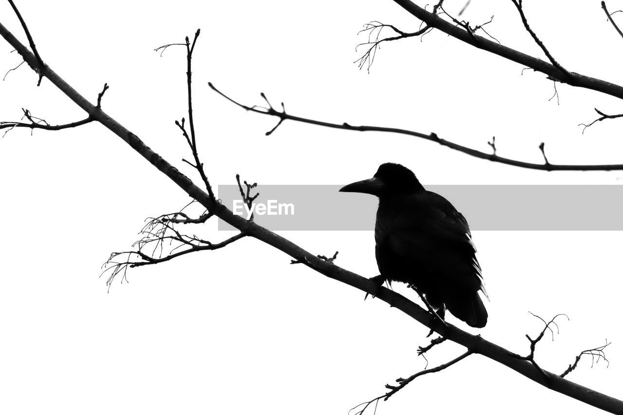 BIRD PERCHING ON A BRANCH