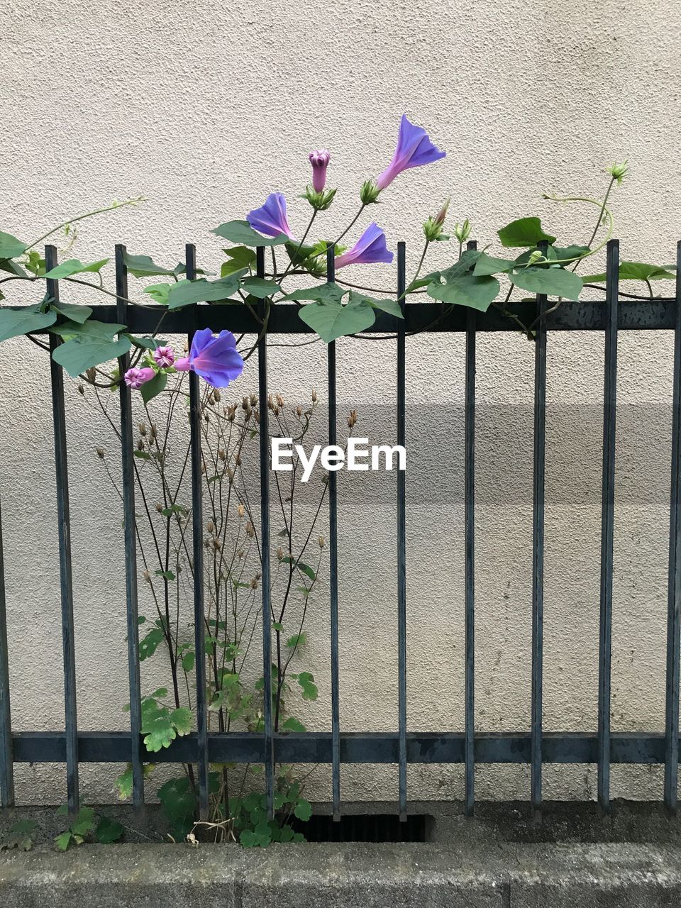 FLOWERS AGAINST WALL