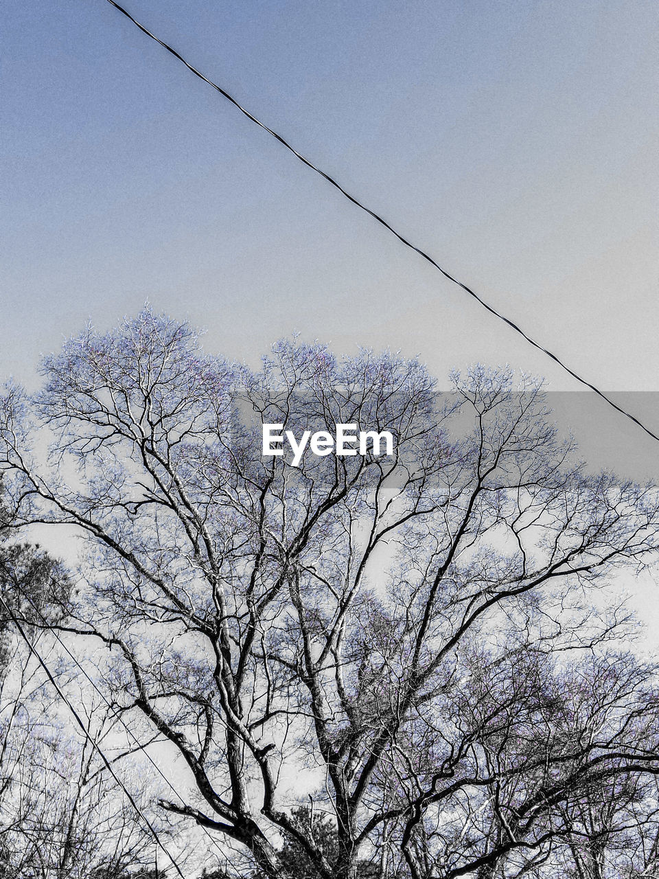 LOW ANGLE VIEW OF TREE AGAINST CLEAR SKY