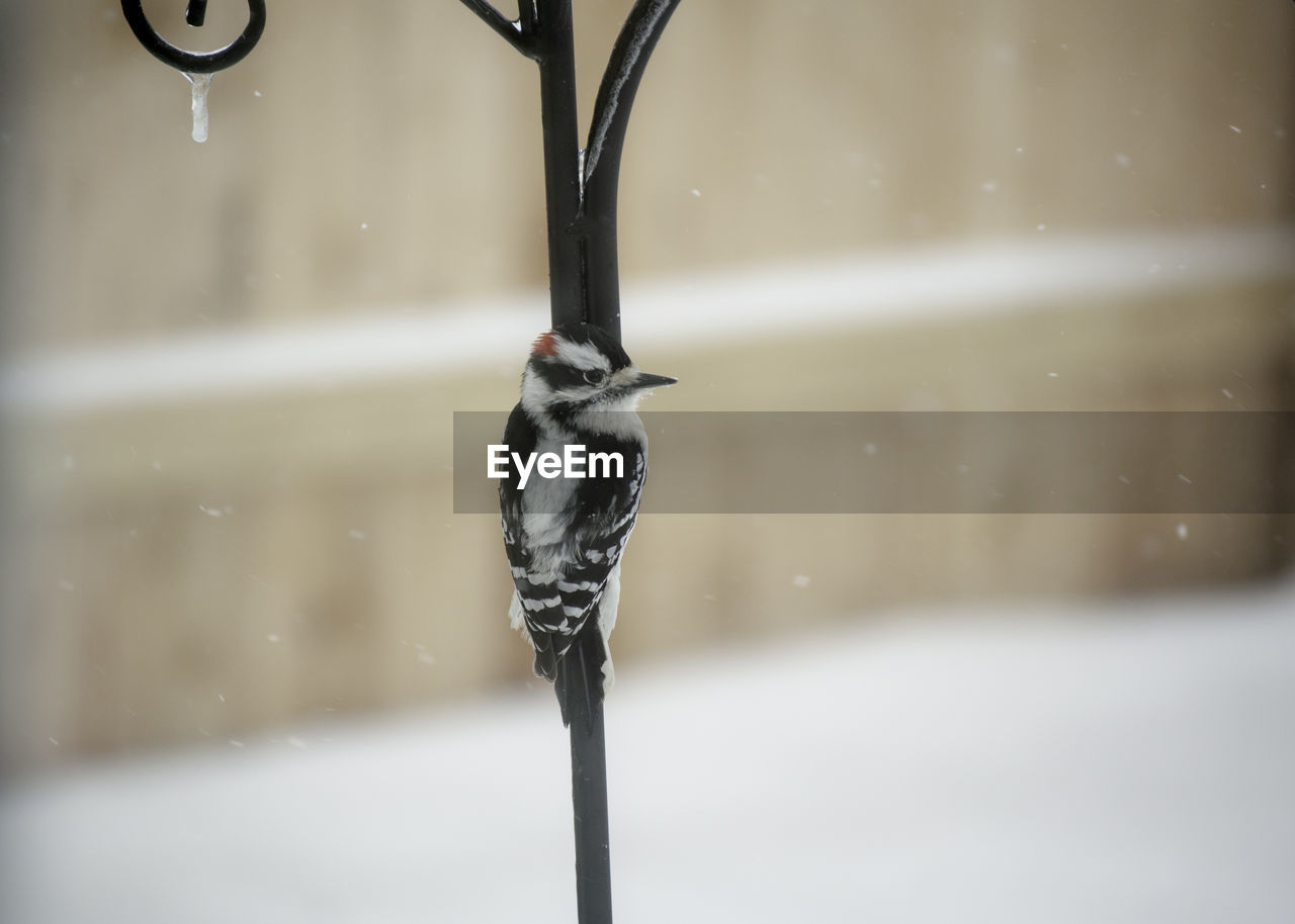 CLOSE-UP OF WET BIRD ON SNOW