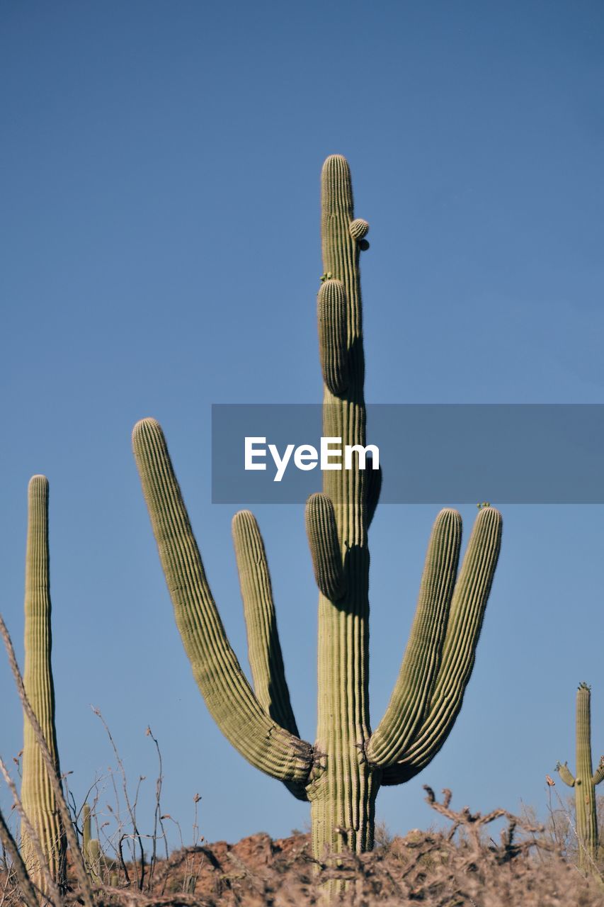 cactus, succulent plant, saguaro cactus, nature, desert, sky, no people, plant, land, blue, growth, clear sky, day, flower, outdoors, arid climate, sunny, scenics - nature, climate, beauty in nature, semi-arid, environment, tranquility