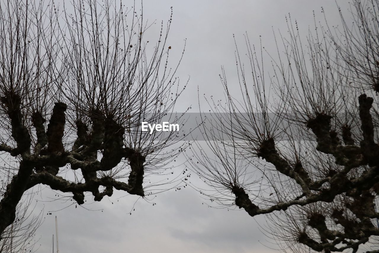 LOW ANGLE VIEW OF SILHOUETTE BARE TREES AGAINST SKY