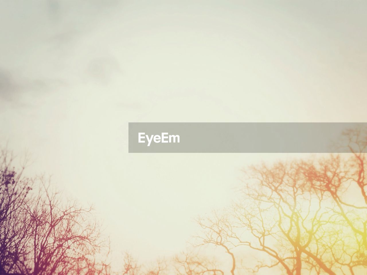 Low angle view of bare trees against sky