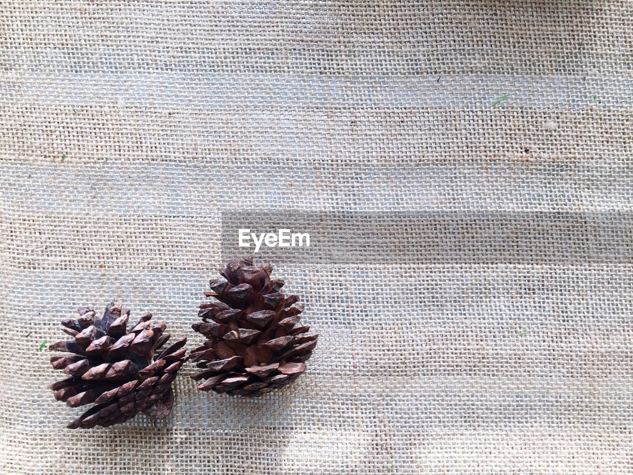 Close-up of fallen pine cones