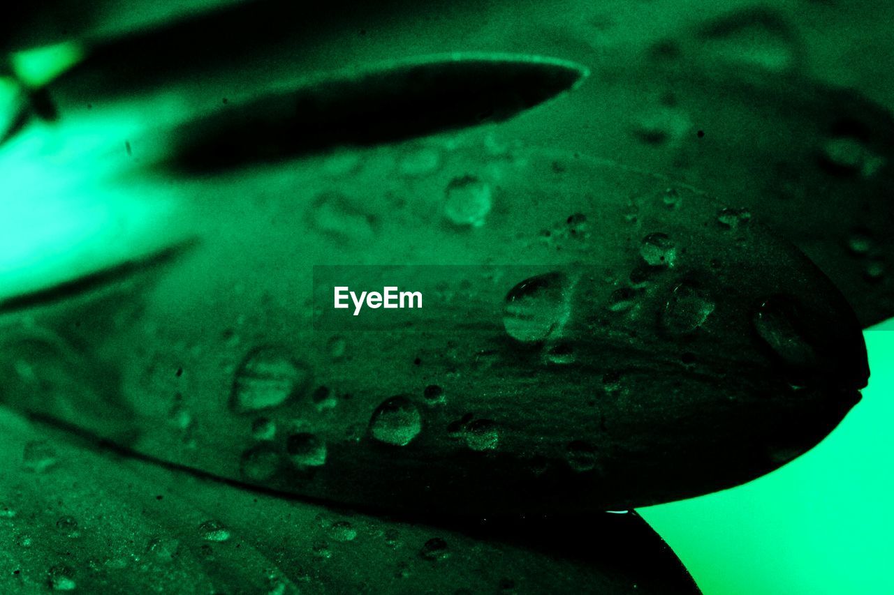 Close-up of water drops on leaves