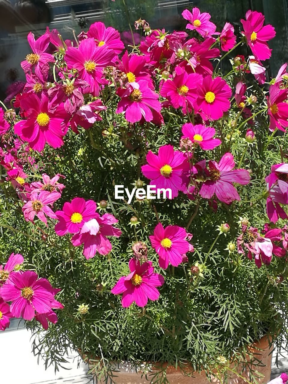 FLOWERS BLOOMING ON PLANT