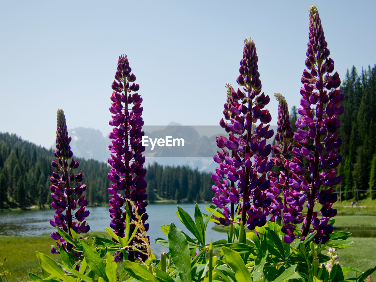 CLOSE-UP OF PURPLE FLOWERS GROWING ON FIELD