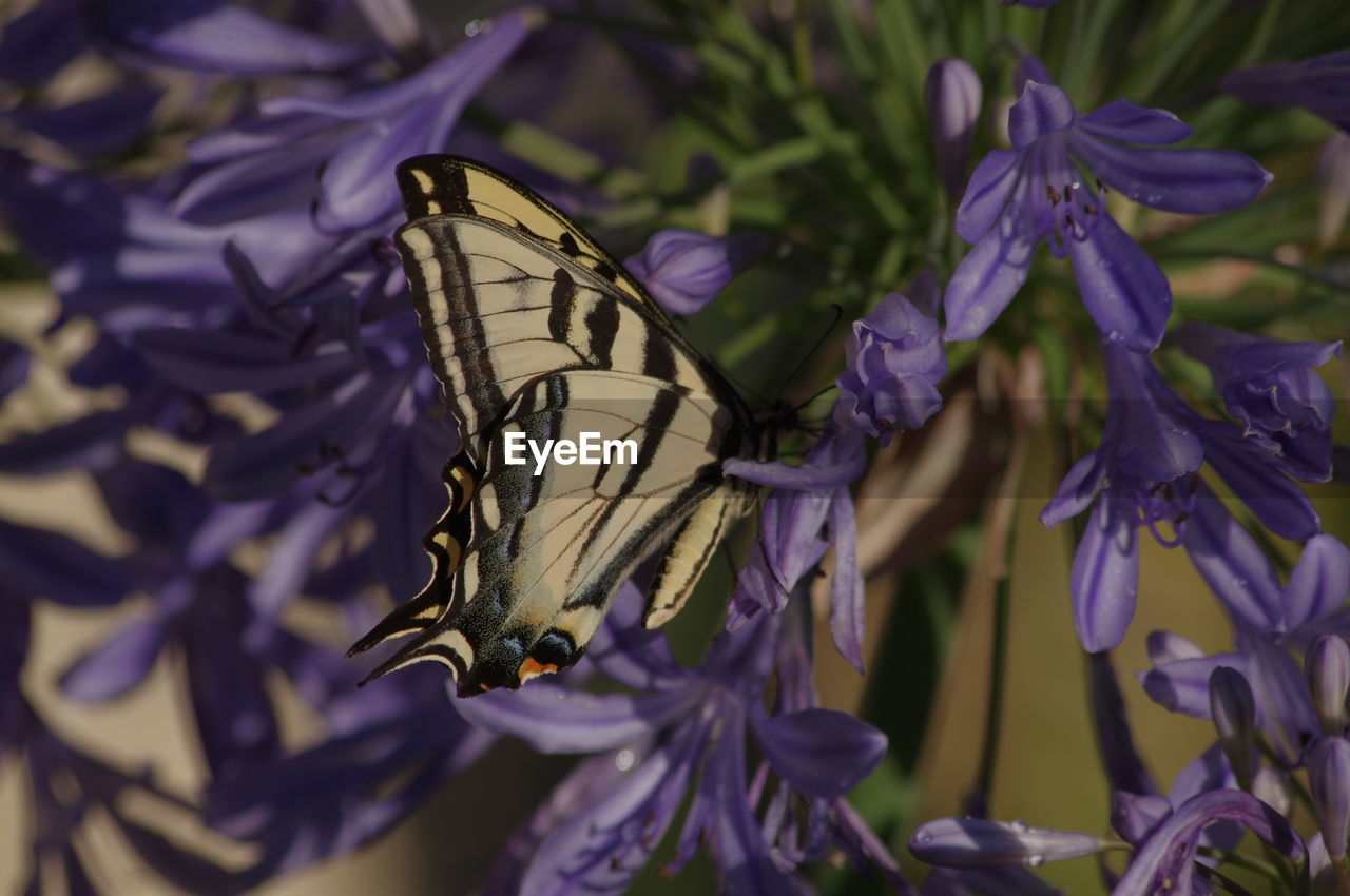 Close-up of butterfly on purple flowers