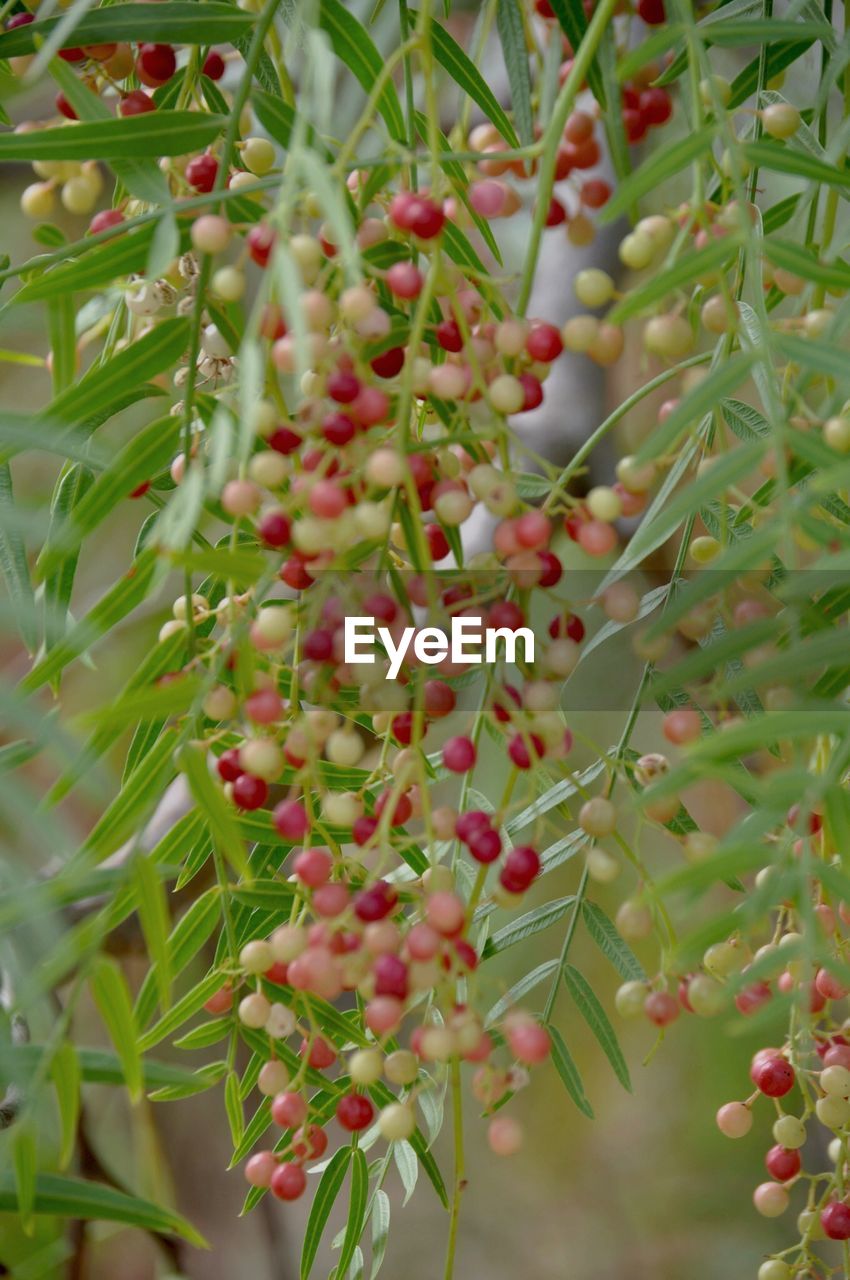 CLOSE-UP OF RED FLOWERS