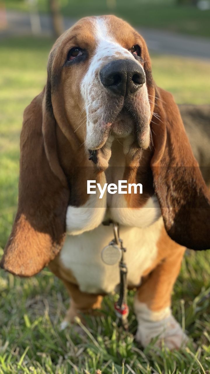 CLOSE-UP PORTRAIT OF A DOG