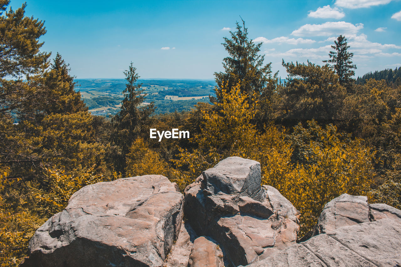 TREES GROWING ON ROCKS AGAINST SKY