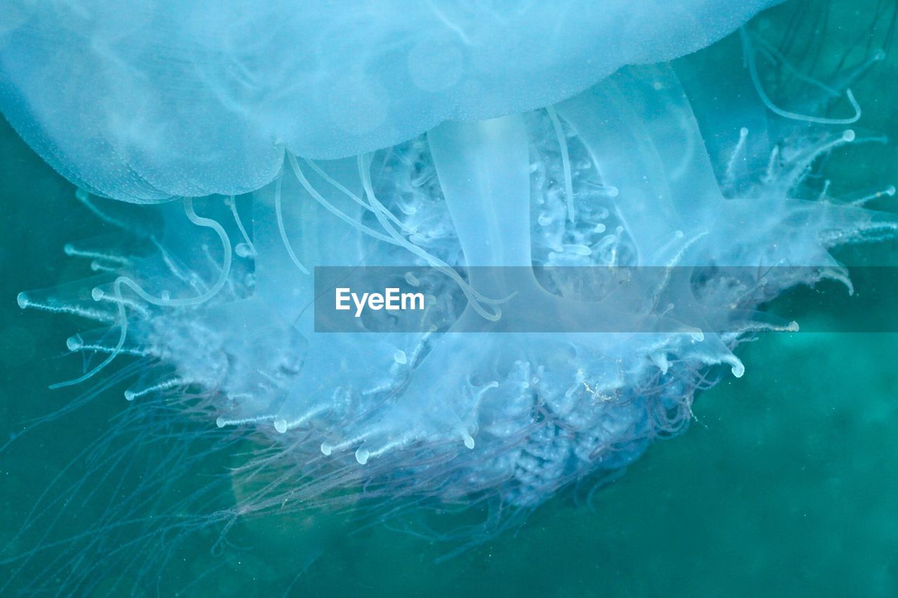 Macro shot of jellyfish swimming underwater