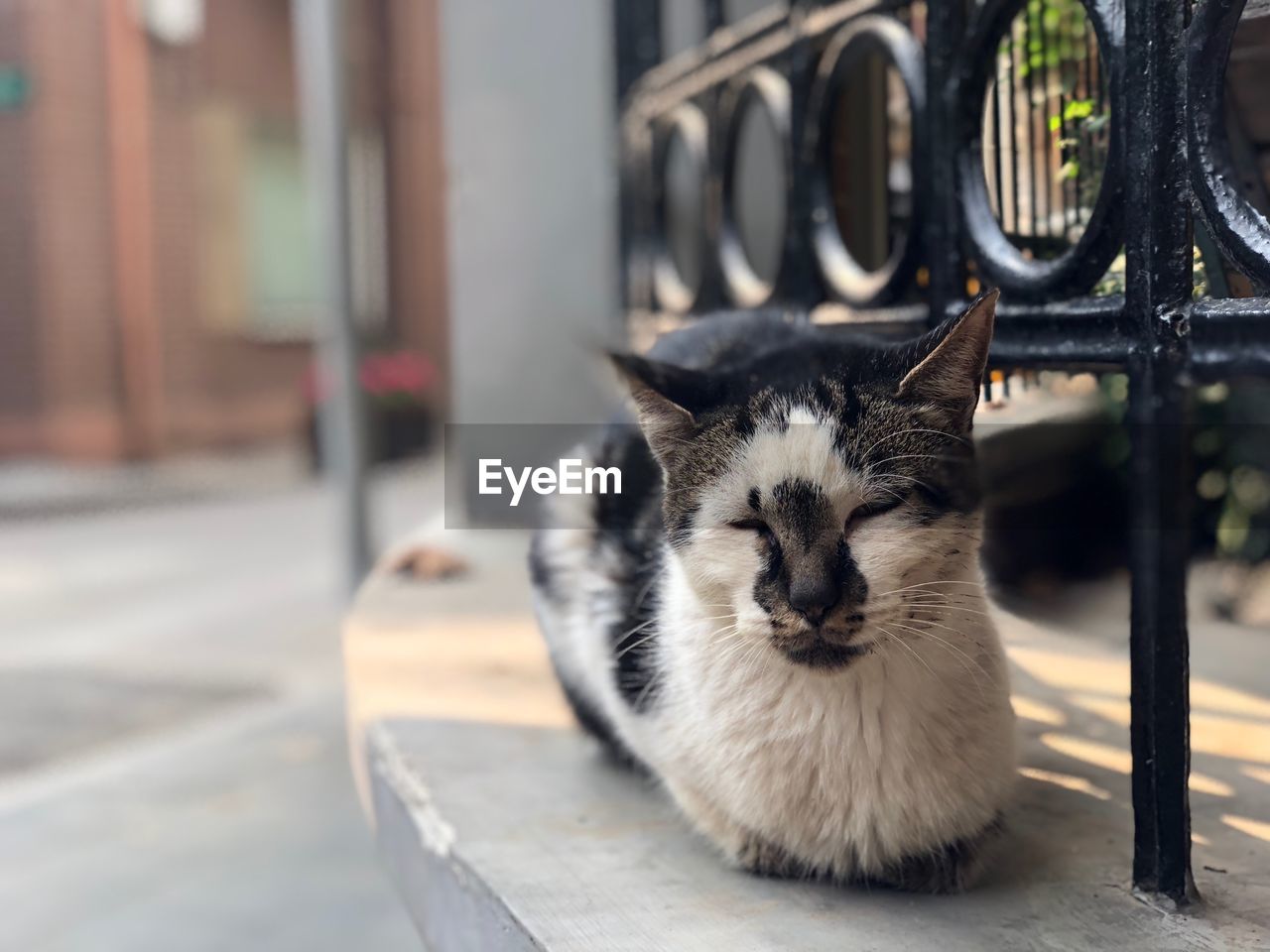 Close-up portrait of cat relaxing outdoors