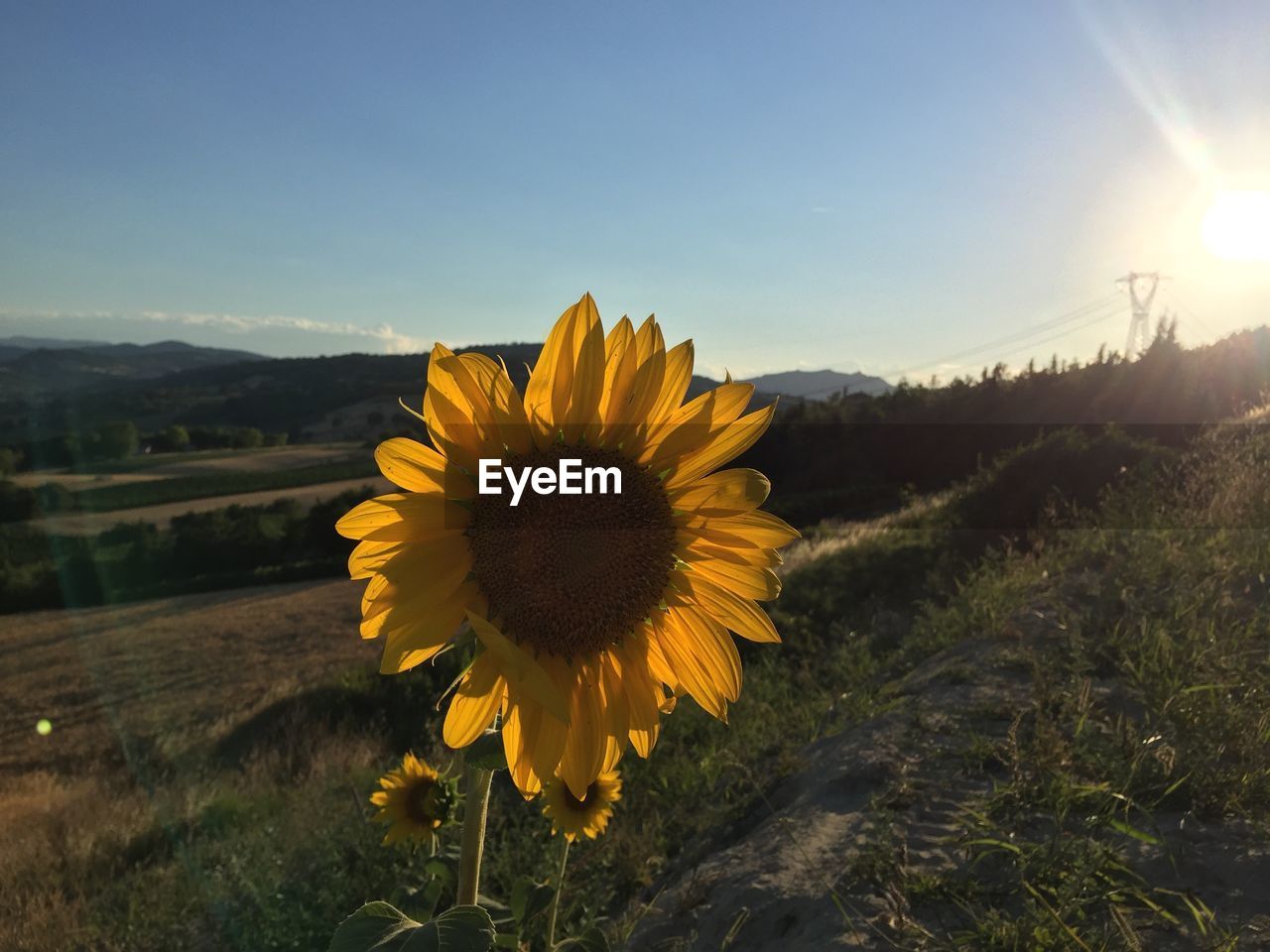 Close-up of sunflower blooming on field against sky