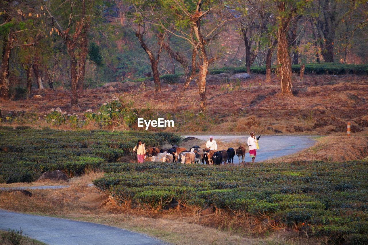 PEOPLE WALKING ON ROAD IN FOREST