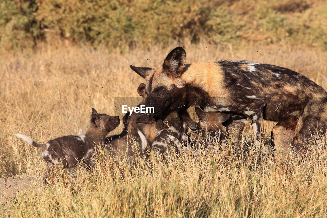 African wild dog and puppies on field during sunny day