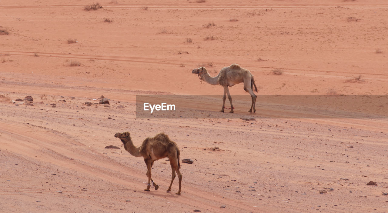 Two camels walking on a sand landscape