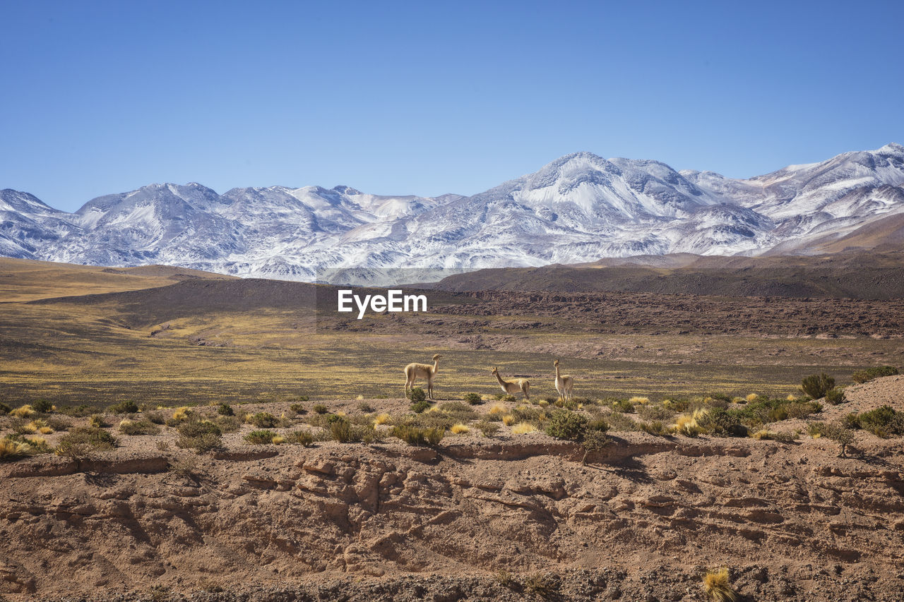 Vicuñas in its natural environment atacama