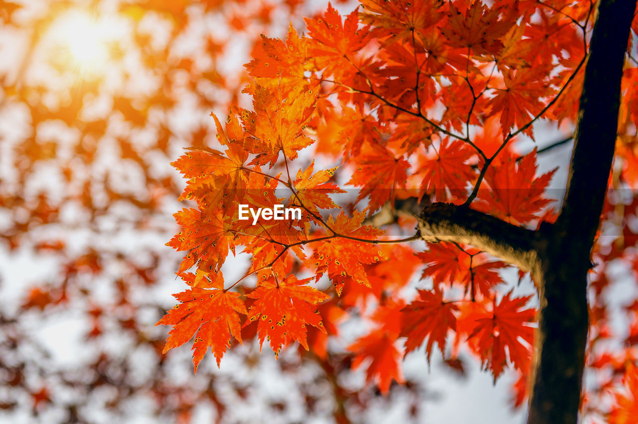Close-up of maple leaves on tree during autumn
