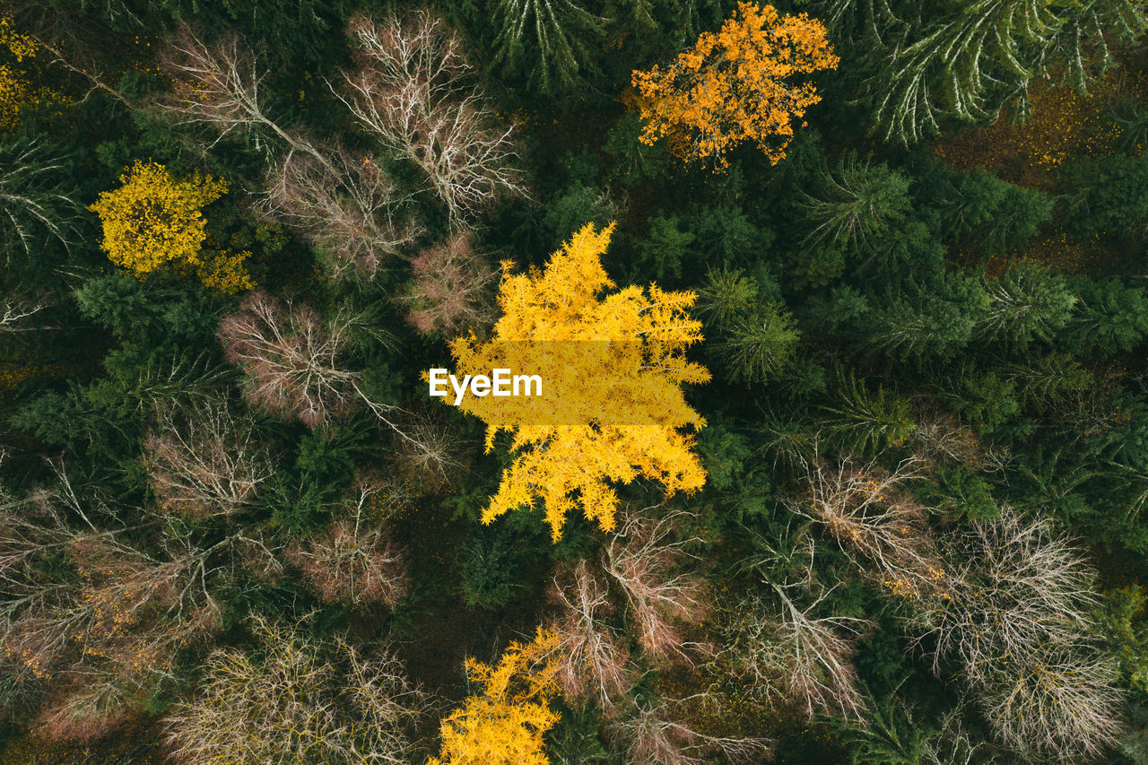 High angle view of yellow flowering plant on field