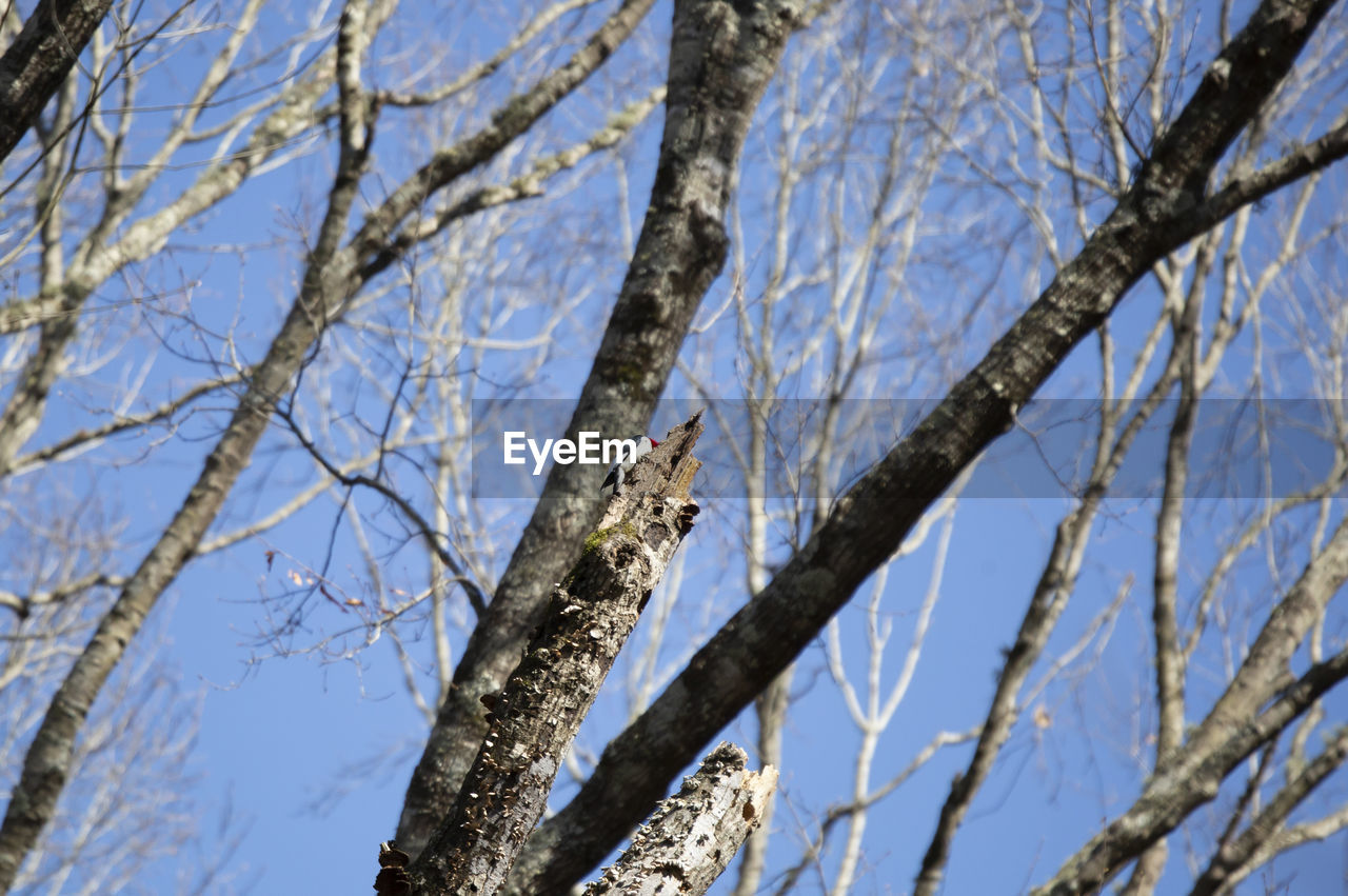 LOW ANGLE VIEW OF BIRD PERCHING ON TREE