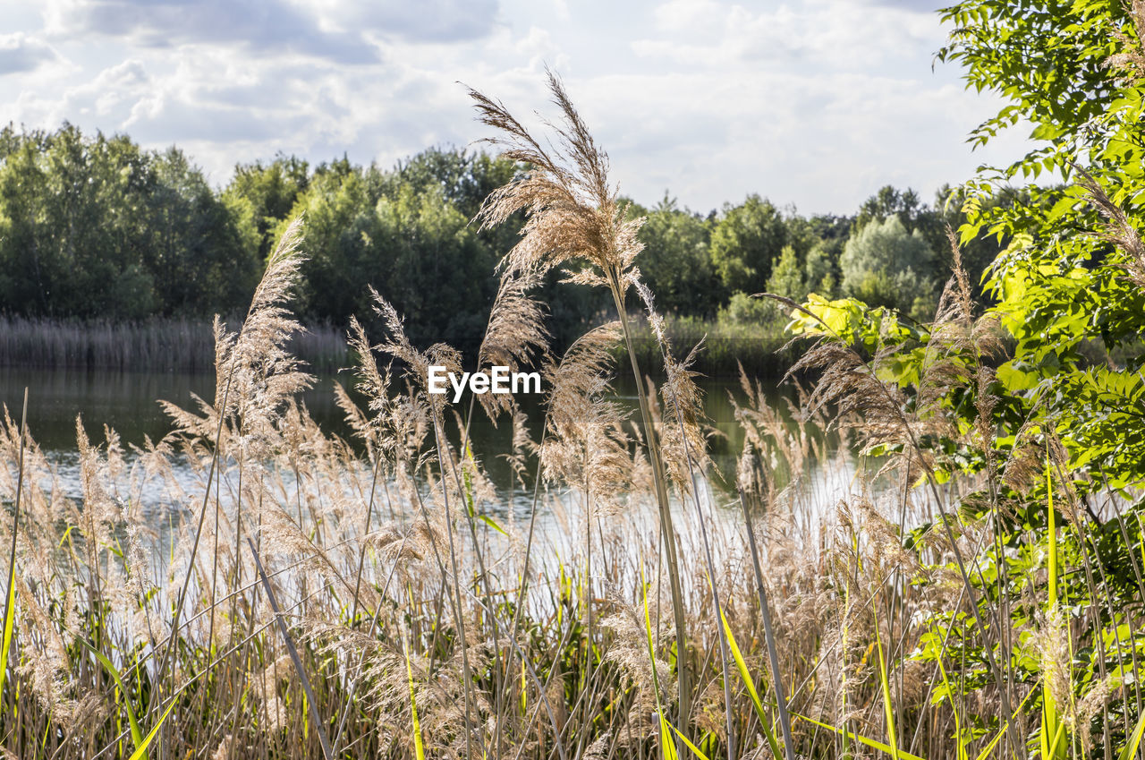 Plants growing on field by lake